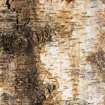 Background of birch bark with a knot Stock Photos