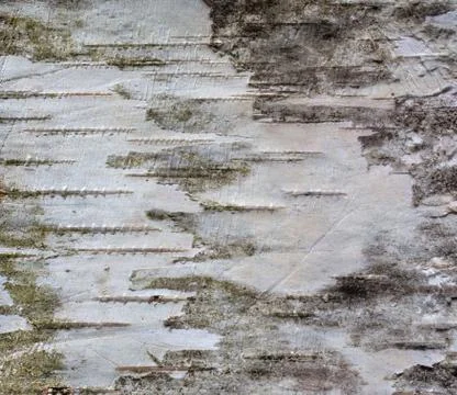 Background of birch bark Foto stock