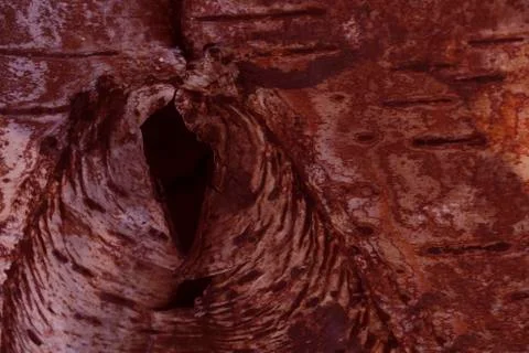 Background of birch bark Stock Photos