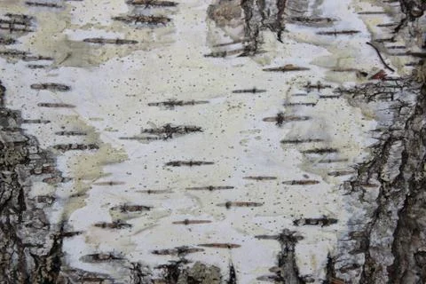 Background of birch bark Stock Photos