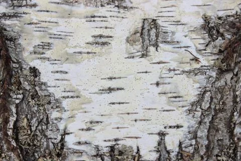 Background of birch bark Stock Photos