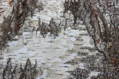 Background of birch bark Stock Photos
