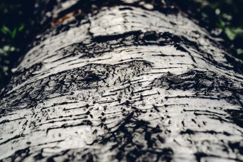 Background of the birch bark Stock Photos