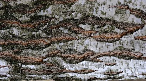 Background: birch bark Stock Photos