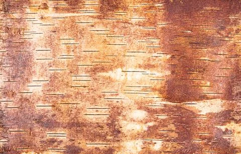 Background from birch bark view from the inside Stock Photos