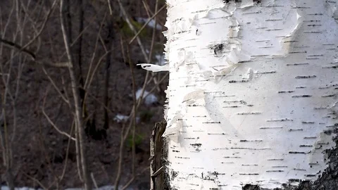 Background birch bark white with black natural stripes Video stock 107088725