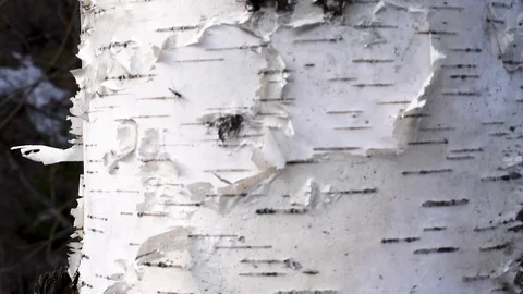 Background birch bark white with black natural stripes Video stock 107088765