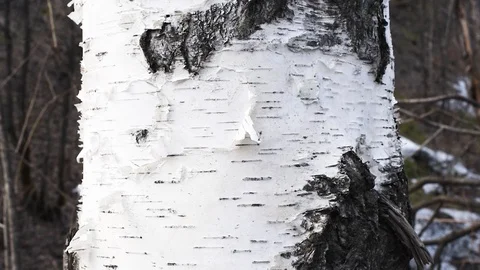 Background birch bark white with black natural stripes Stock Footage 107089429