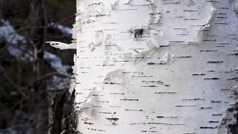 Background birch bark white with black natural stripes Stock Footage 107089450