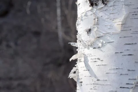 Background birch bark white with black natural stripes Stock Photos