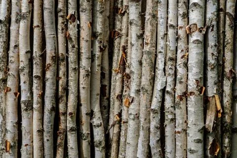 Background from birch branches. Stock Photos