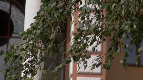 Background of birch branches with young leaves. Stock Footage 256298190