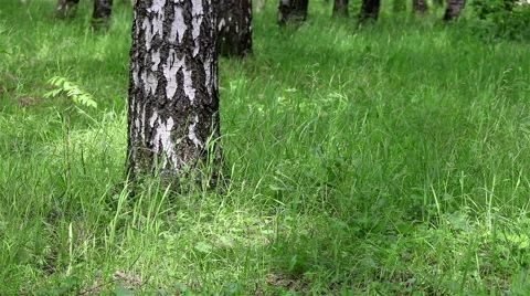 Background of a birch forest Stock Footage 68681796