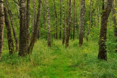 Background birch forest trunks green grass Stock Photos