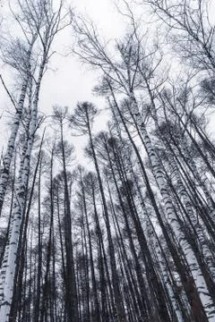 Background with birch forest without leaves bottom view Stock Photos
