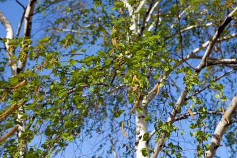 Background of birch leaves Stock Photos