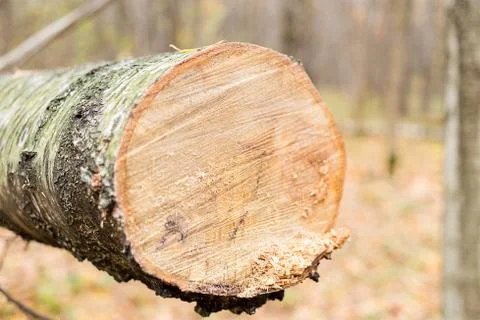 Background birch log trunk covered with bark smooth cut Stock Photos