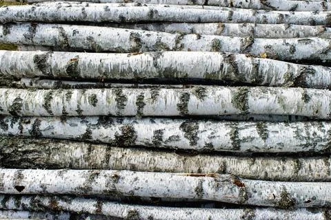A background of birch logs lying horizontally Stock Photos