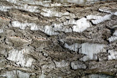 Background of birch tree bark.	2 Stock Photos