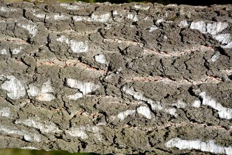 Background of birch tree bark.	 Stock Photos