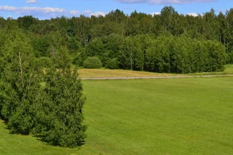 Background with birch trees and forest. Rural with green field. Stock Photos
