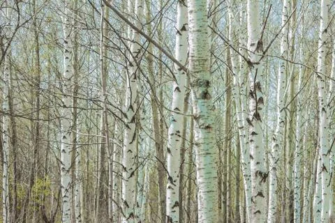 Background birch trunks. Stock Photos