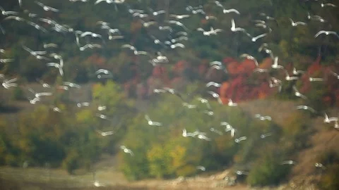 Background of the birds defocused Stock Footage 70369548