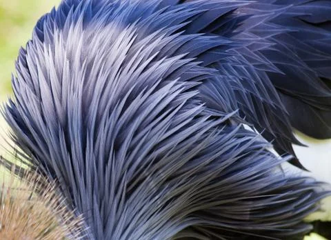 Background of bird's feathers Stock Photos