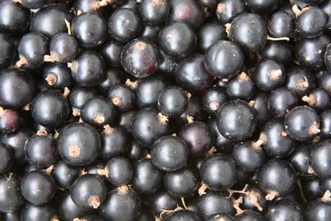 Background of  black currant. close-up Stock Photos