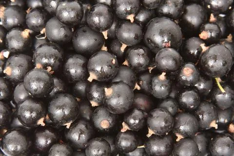 Background of  black currant. close-up Stock Photos