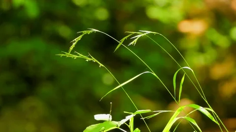 The background of the blade of grass is in the wind. Stock Footage 78972592