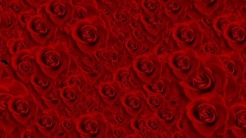  background of bloom roses animation Stock Footage 122488748