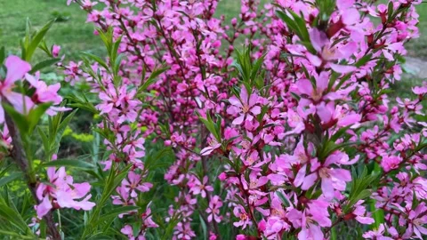 Background of a blooming almond tree an early spring Video stock 240043569
