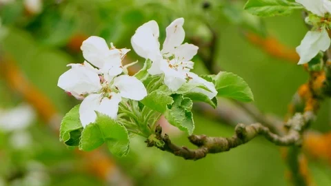 Background blooming of an apple tree. Video stock 78971490