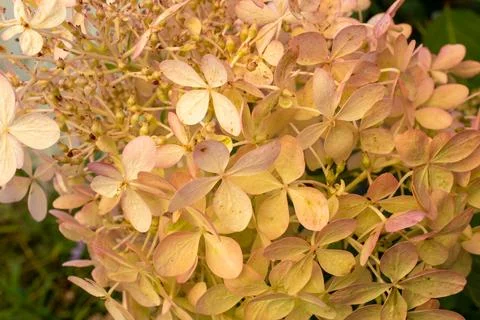 Background from blooming bud hydrangea paniculata. White flowers hydrangea.. Stock Photos