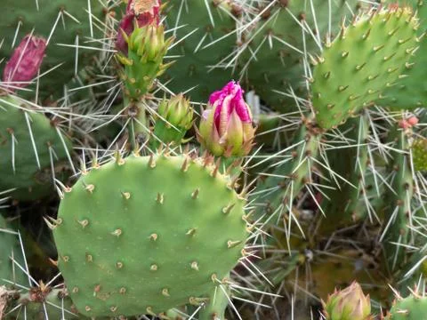 Background with blooming cactus plants Stock Photos