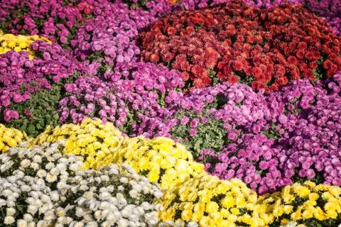 Background of blooming chrysanthemums Stock Photos