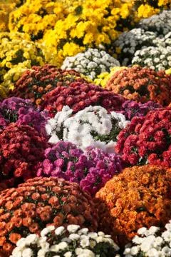 Background of blooming chrysanthemums Stock Photos