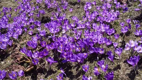 Background of blooming crocuses Stock Footage 115508930