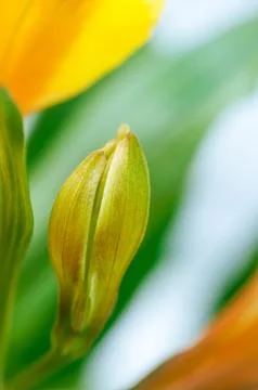 Background with blooming flowers Stock Photos
