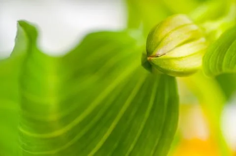 Background with blooming flowers Stock Photos