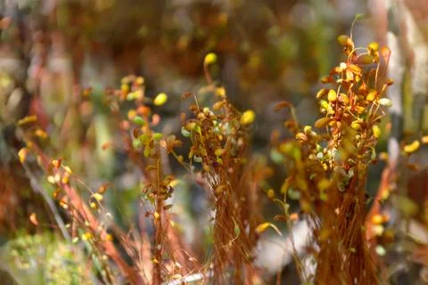 Background with blooming forest moss 스톡 사진