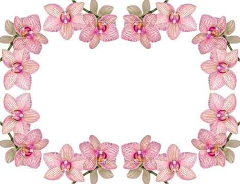 Background of blooming orchids on a white background. Image with copy space. Stock Illustration