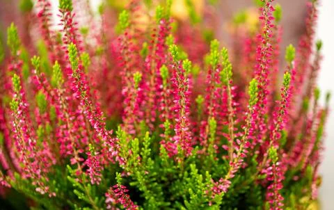 Background of blooming red heather Stock Photos