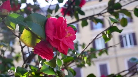 Background of blooming red roses Vídeos de archivo 287219536
