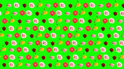 Background of blooming roses time-lapse with green screen, Full HD Stock Footage 39839046