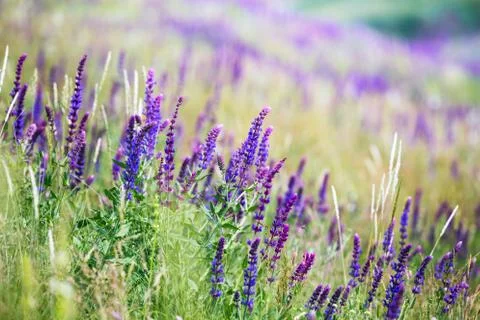 Background of blooming sage Stock Photos