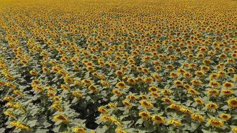 Background of a blooming sunflower field. Stock Footage 138710022