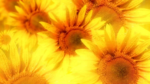 Background of blooming sunflowers with raindrops Stock Footage 126149765