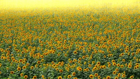 Background of blooming sunflowers with raindrops Stock Footage 126149767